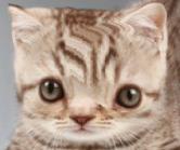 a typical cat